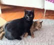 Chandler und Marshall (3)